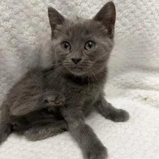 A baby medium-sized female Gray / Blue / Silver Domestic Short Hair cat named Lara for adoption in Tinley Park, IL