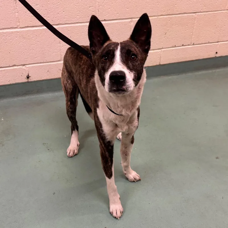 An adult medium-sized male Brindle Mixed Breed dog named Wasabi for adoption in Memphis, TN