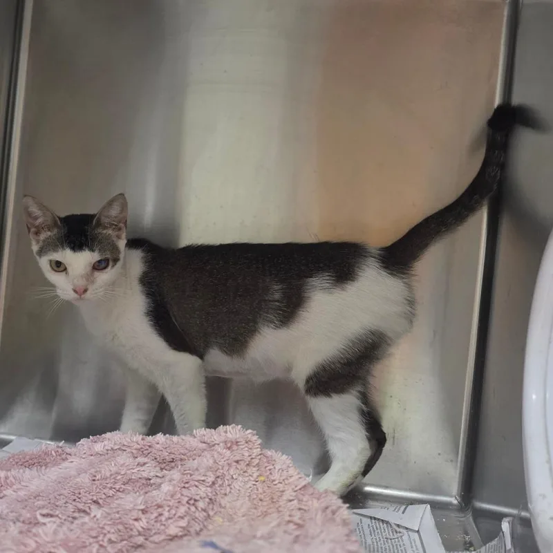 A young medium-sized female Domestic Short Hair cat named Magnolia for adoption in Valdosta , GA