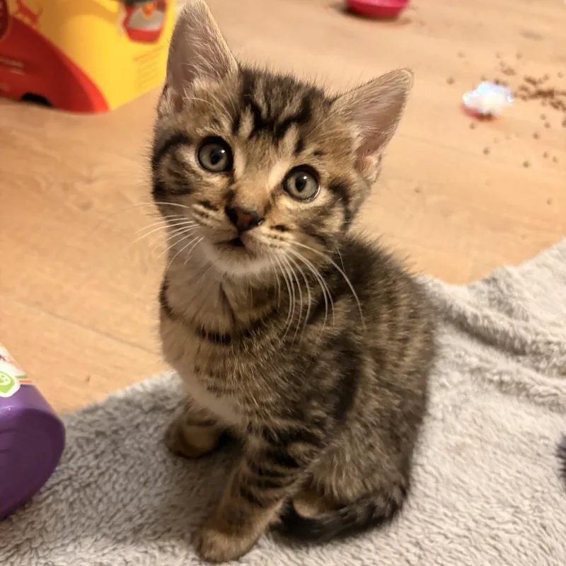 A baby small-sized male Domestic Short Hair cat named Caterpillar for adoption in Cumming, GA