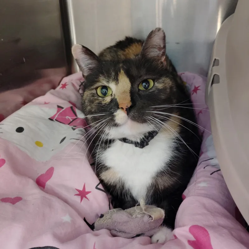 An adult medium-sized female Calico cat named Rosie for adoption in Rock Hill, SC