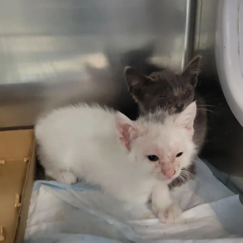 A baby small-sized male White Domestic Short Hair cat named Sonic the Hedgehog for adoption in Westminster, CA