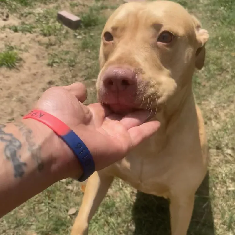 An adult large-sized female Yellow / Tan / Blond / Fawn Mixed Breed dog named Graham for adoption in Hinesville, GA