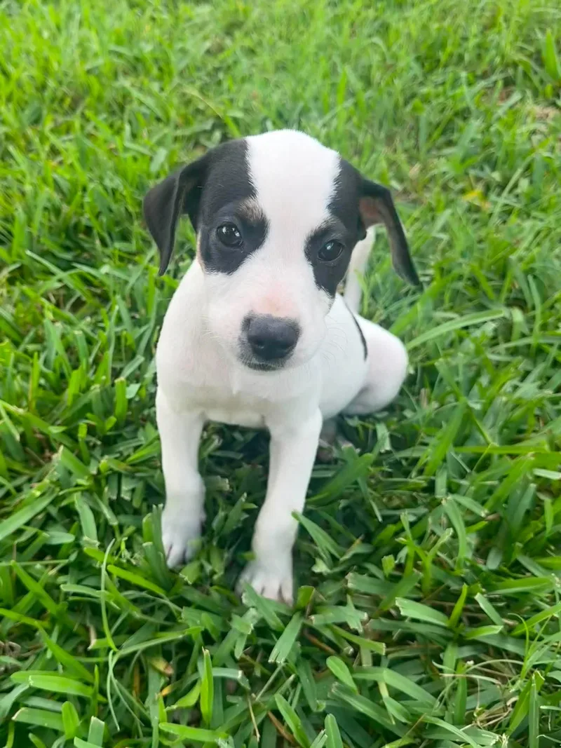A baby medium-sized female Black Border Collie dog named Madi for adoption in Lutz, FL