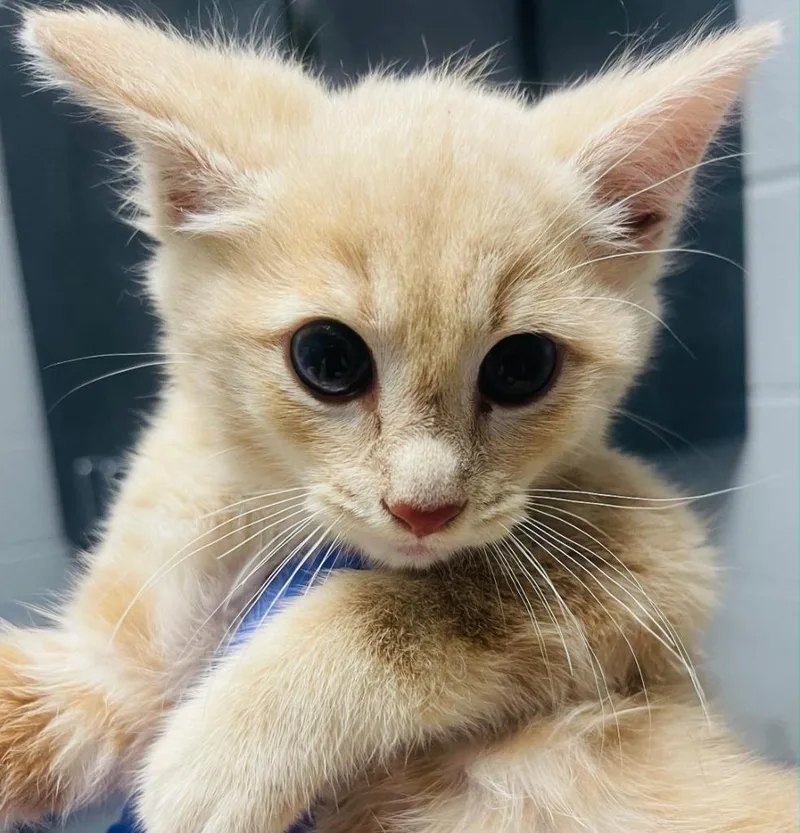 A baby small-sized male Domestic Short Hair cat named Keanu for adoption in Henderson, NC