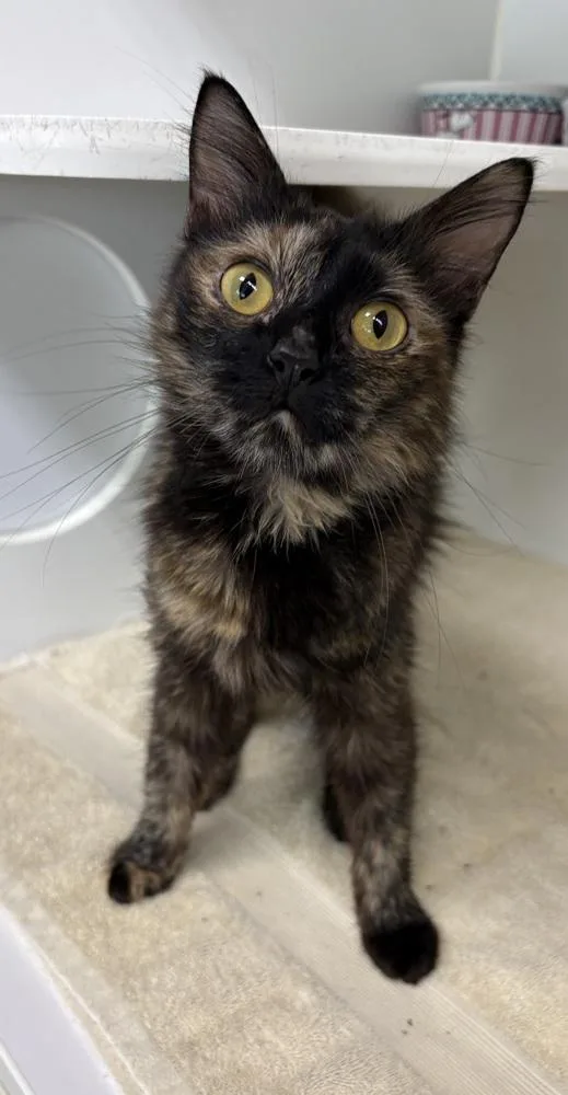 An adult medium-sized female Domestic Medium Hair cat named Tessa for adoption in Rochester, IN