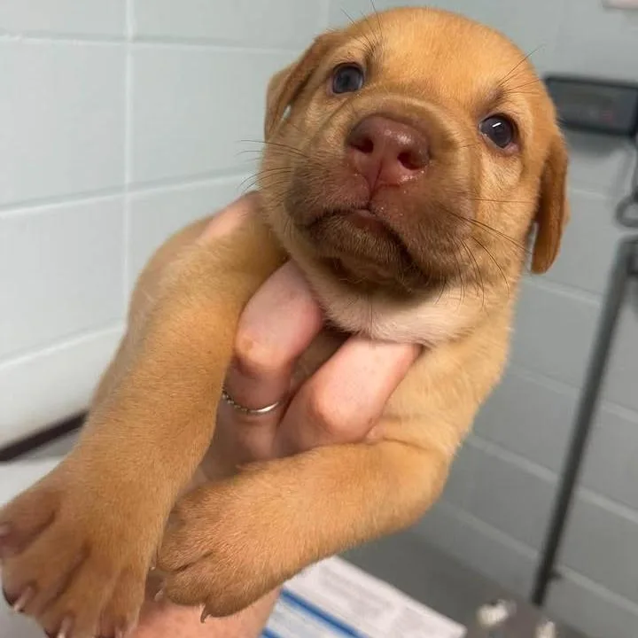 A baby small-sized male Yellow / Tan / Blond / Fawn Shepherd dog named Laru for adoption in Austin, TX
