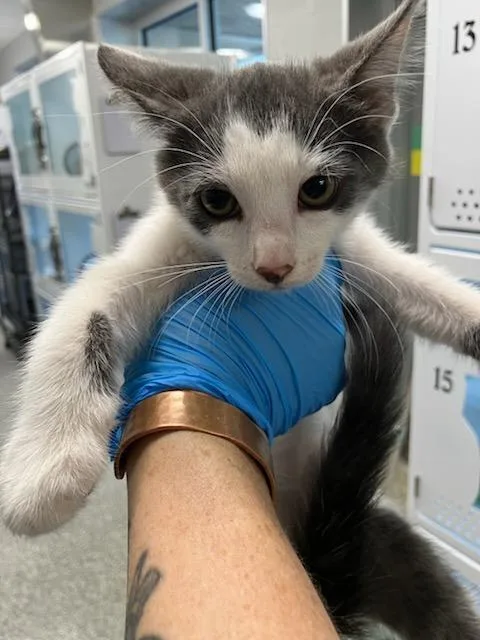 A baby small-sized male Domestic Short Hair cat named Kid for adoption in Mustang, OK