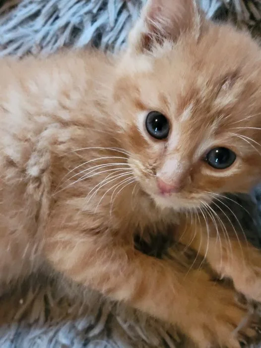 A baby medium-sized male Tabby (Orange / Red) Domestic Short Hair cat named Edwin for adoption in Richmond, IN