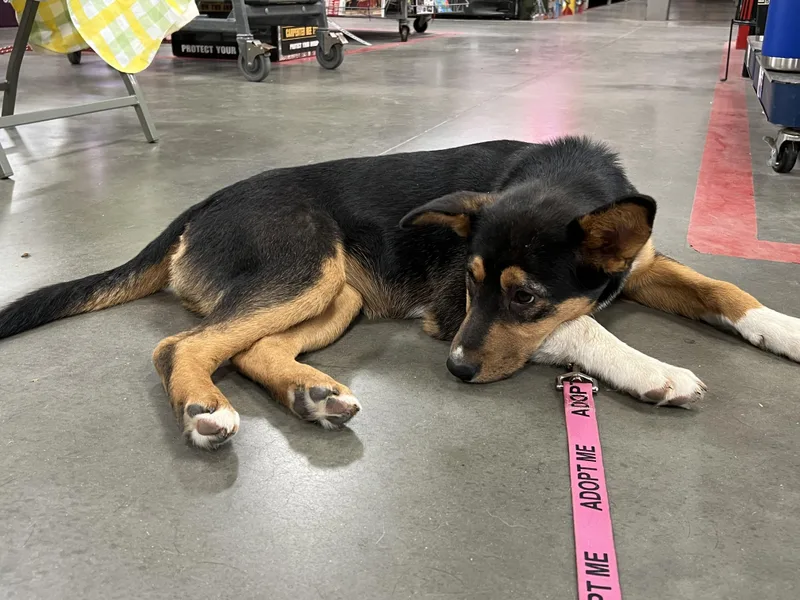 A baby medium-sized female Tricolor (Brown, Black, & White) Shepherd dog named Pippy for adoption in Lincoln University, PA