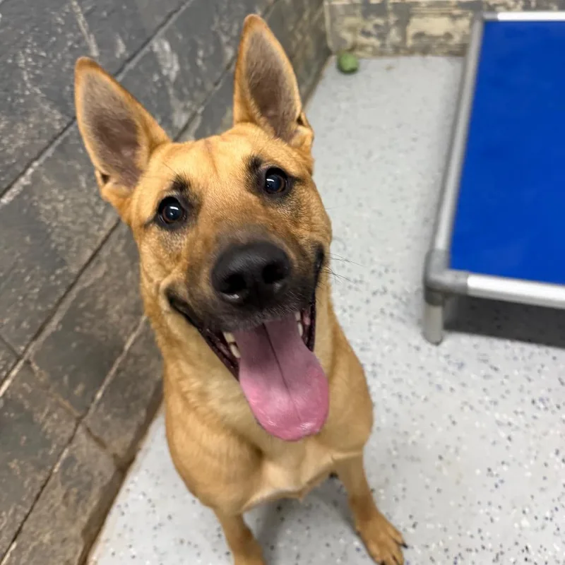 An adult large-sized male Yellow / Tan / Blond / Fawn Shepherd dog named Mars for adoption in Huntsville, AL
