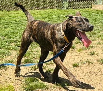 An adult large-sized female Mixed Breed dog named Yaxkin for adoption in West Chester, PA