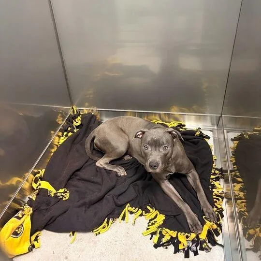 A young medium-sized female Gray / Blue / Silver Mixed Breed dog named Lava Lamps! for adoption in Davenport, IA