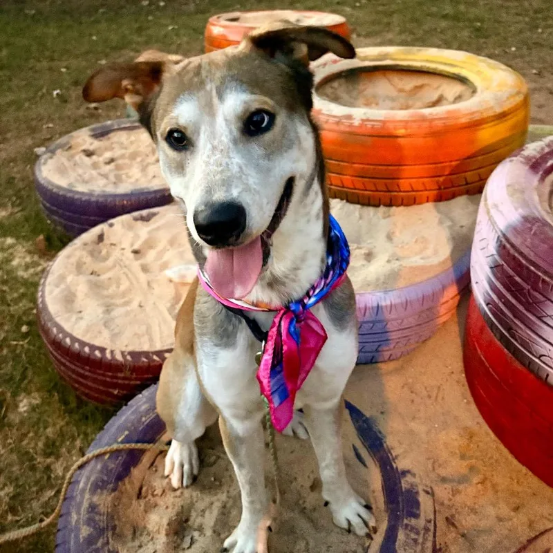 A young medium-sized male Yellow / Tan / Blond / Fawn Husky dog named Puff Pastry for adoption in Austin, TX