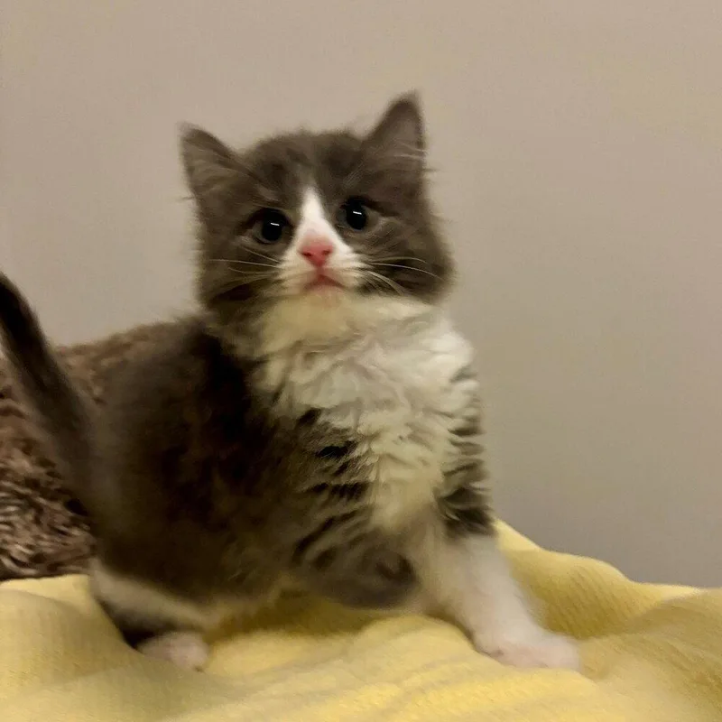 A baby medium-sized female Domestic Medium Hair cat named Juici for adoption in Candler, NC