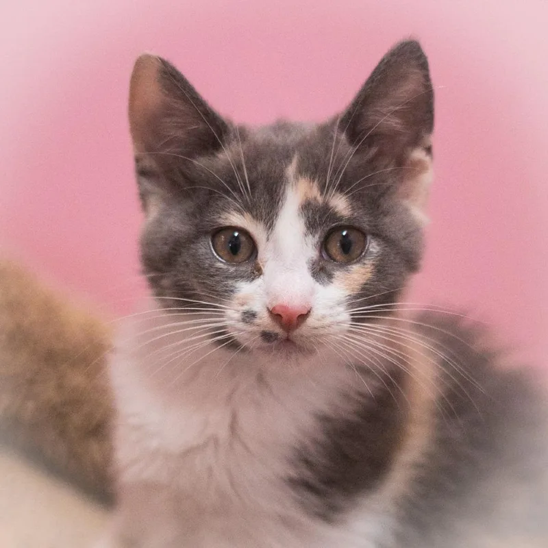 A baby small-sized female Calico Domestic Short Hair cat named Jazlyn for adoption in Ponte Vedra, FL