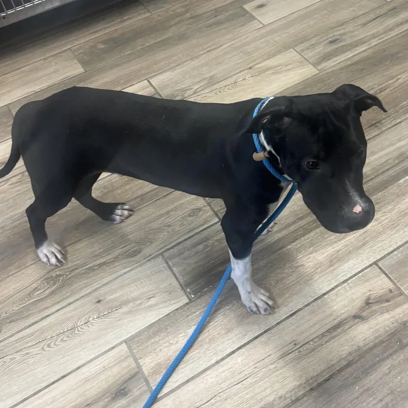 A young medium-sized male Mixed Breed dog named Sammy for adoption in Henderson, KY