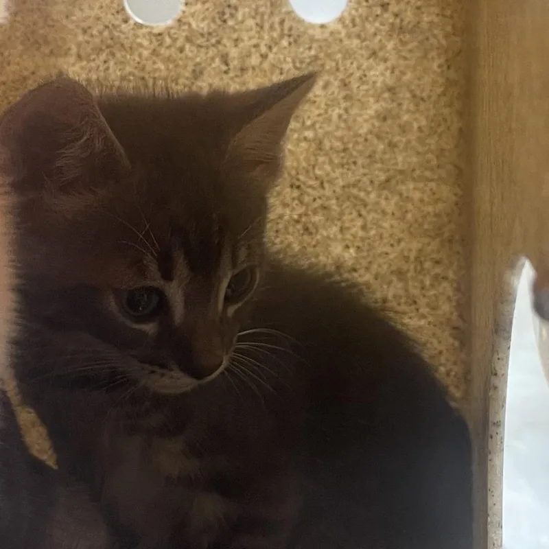 An adult large-sized male Black Domestic Short Hair cat named Tigger for adoption in Philadelphia, PA