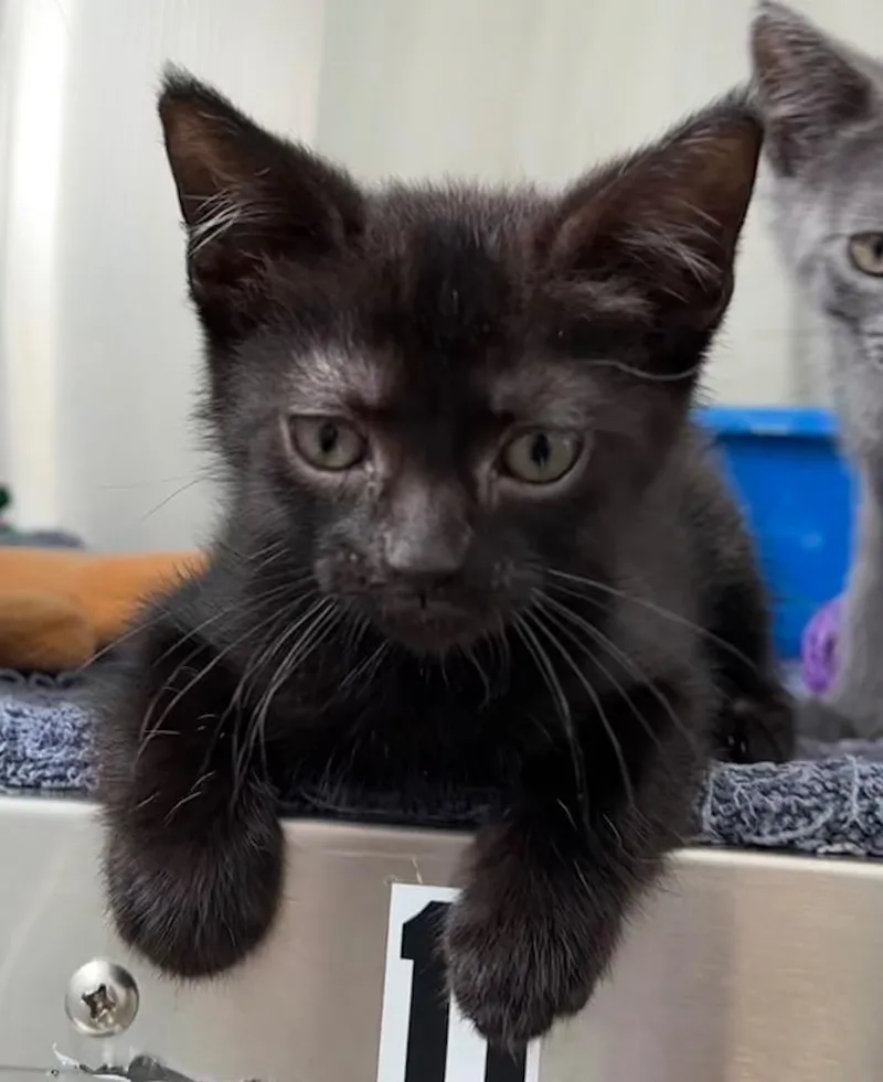 A young small-sized male Domestic Short Hair cat named Batman for adoption in Jonesboro, AR
