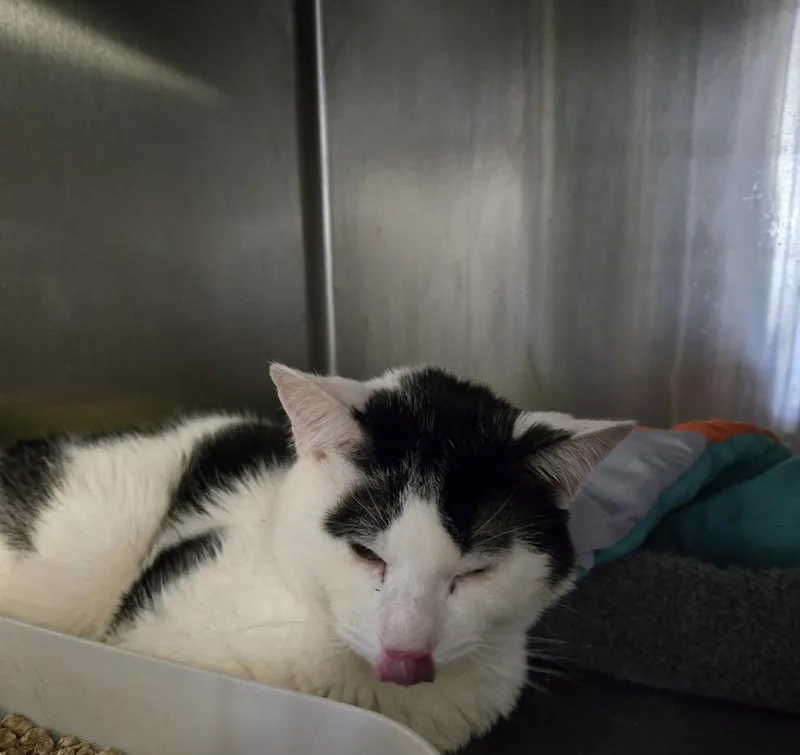 A young medium-sized male Domestic Short Hair cat named Zorro Toro for adoption in Windsor, CT