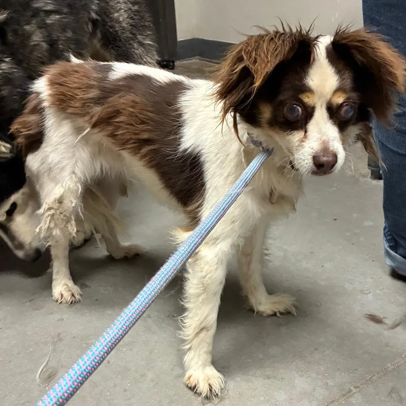 An adult small-sized female Chihuahua dog named Chiquis for adoption in Yuma, AZ