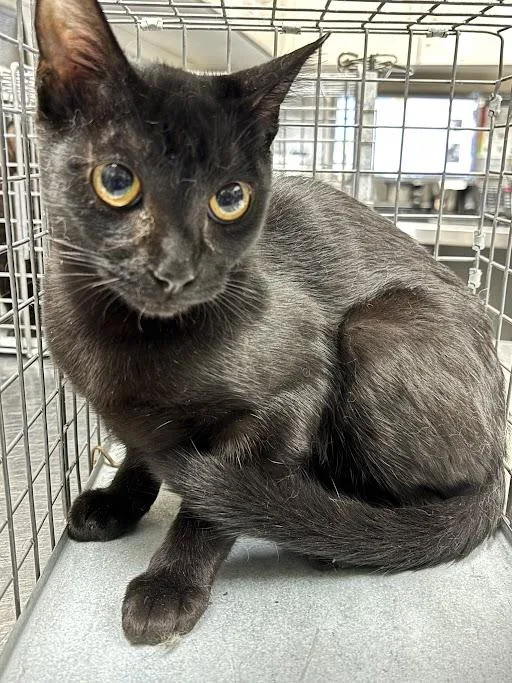 A young medium-sized male Domestic Short Hair cat named Abel for adoption in Las Vegas, NV