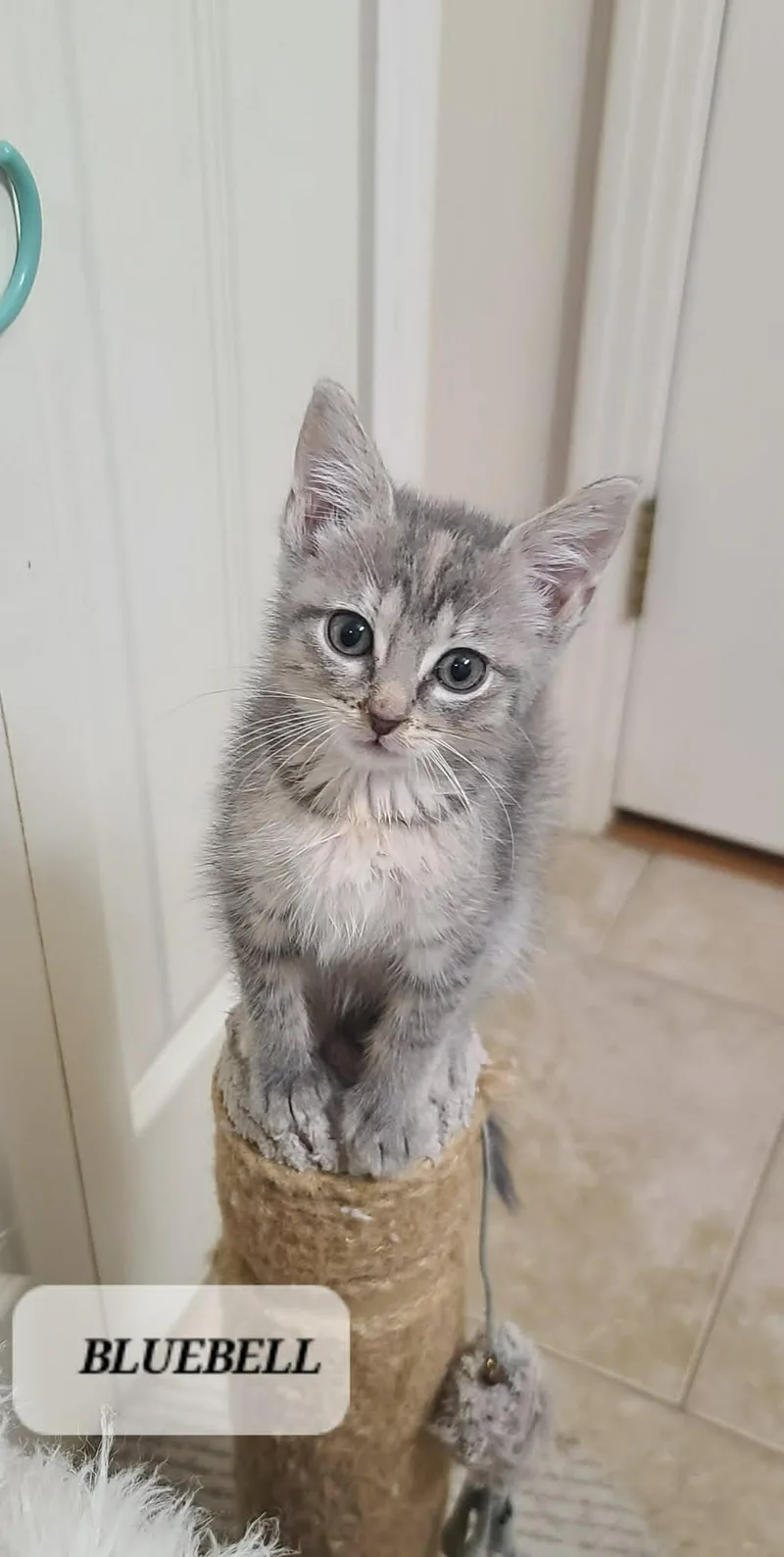 A baby small-sized female Tabby cat named Bluebell C Seago for adoption in Saunderstown, RI