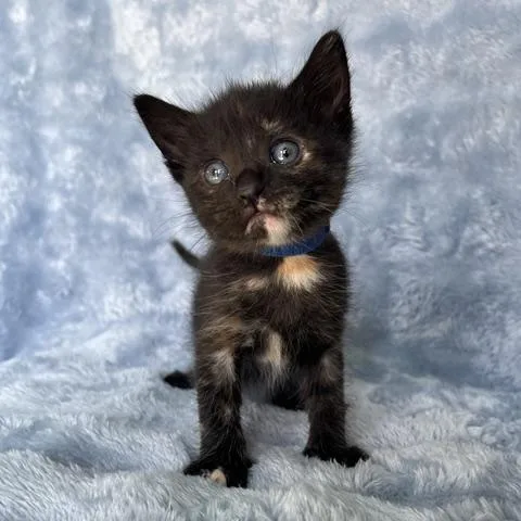 A baby small-sized female Domestic Short Hair cat named Charlie for adoption in Camarillo, CA