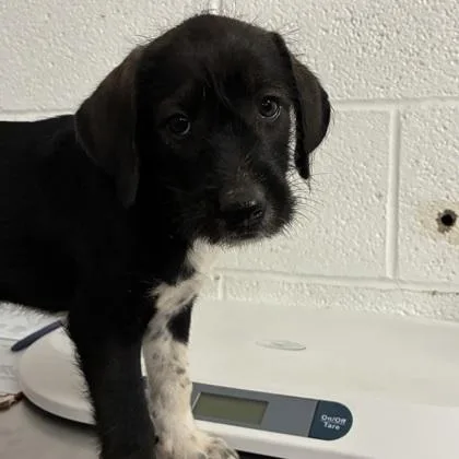 A baby large-sized female Labrador Retriever dog named Chococat for adoption in Morton Grove, IL
