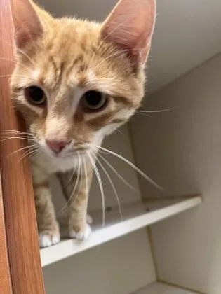 An adult medium-sized male Domestic Short Hair cat named Hamburg for adoption in Fairfax, VA