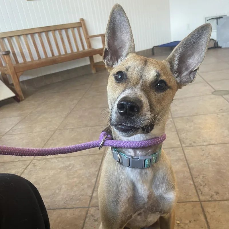 A young medium-sized female Brown / Chocolate Australian Kelpie dog named Fiesta for adoption in Perkiomenville, PA