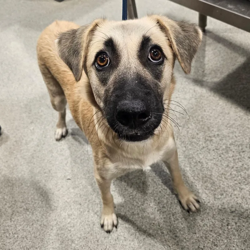 A young medium-sized female Shepherd dog named Tinkerbell for adoption in Tampa, FL