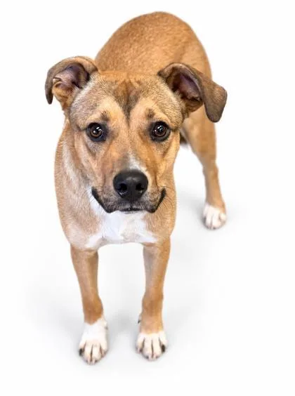 A young medium-sized male Labrador Retriever dog named Carl for adoption in Bowling Green, KY