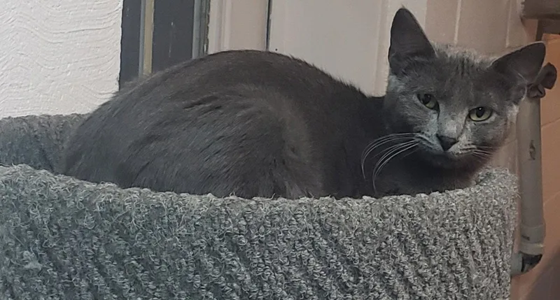 Flint  Bonded with thumbnail 2