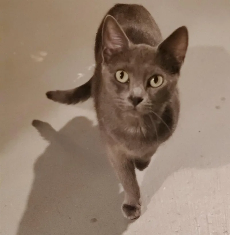 Flint  Bonded with thumbnail 3