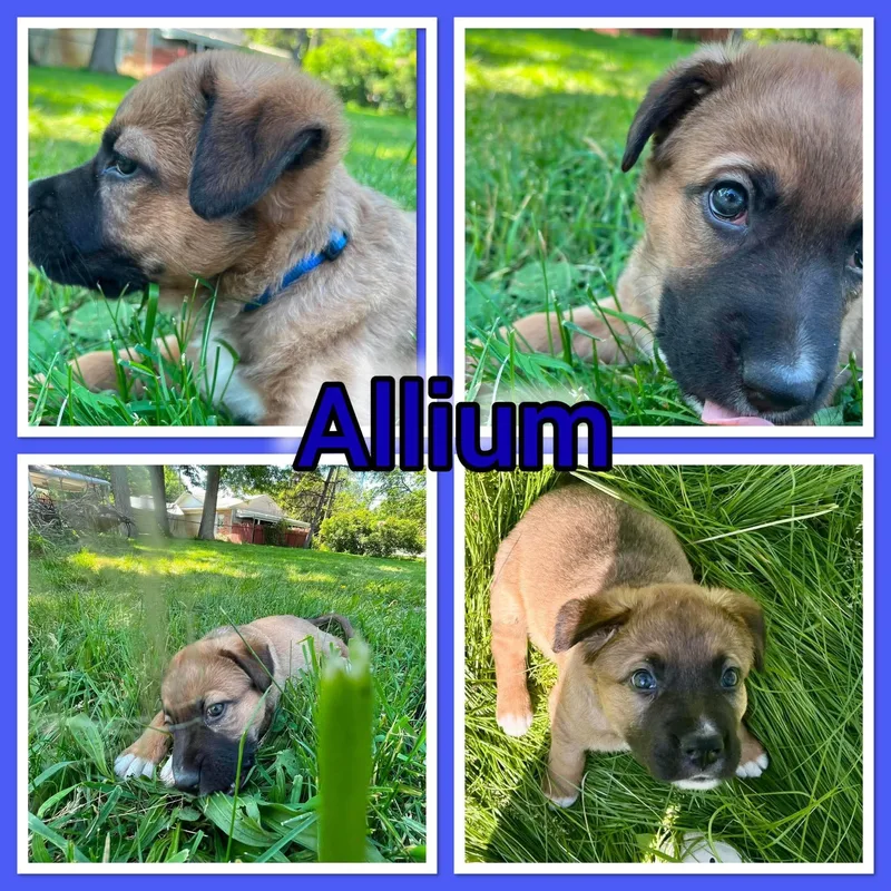 A baby medium-sized male German Shepherd Dog dog named Alium for adoption in Pleasant Ridge, MI
