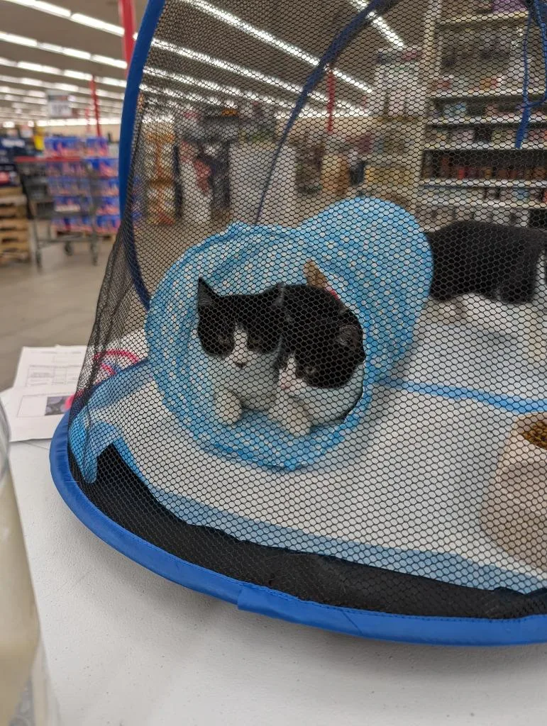 A baby medium-sized male Domestic Short Hair cat named Double Mint for adoption in Wintersville, OH