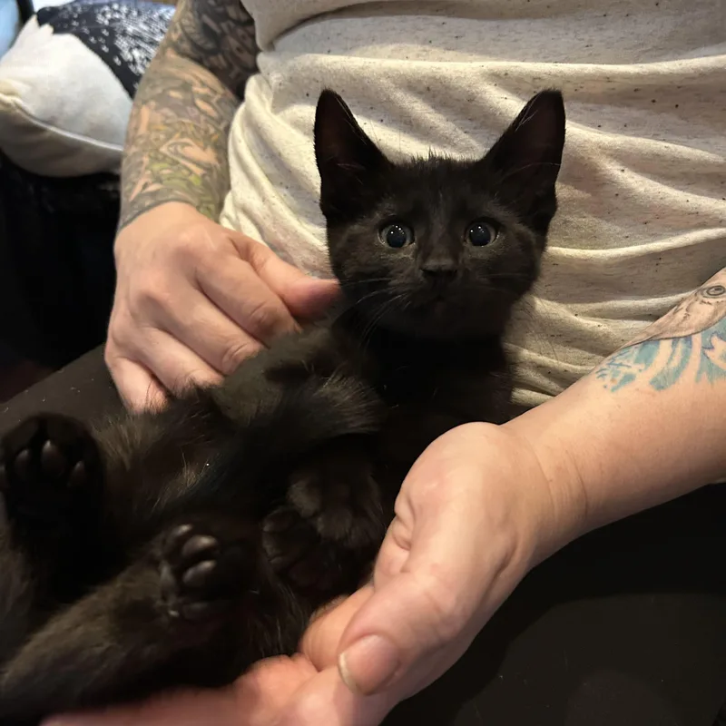 A baby medium-sized male Domestic Medium Hair cat named Pepper for adoption in Washington, MI
