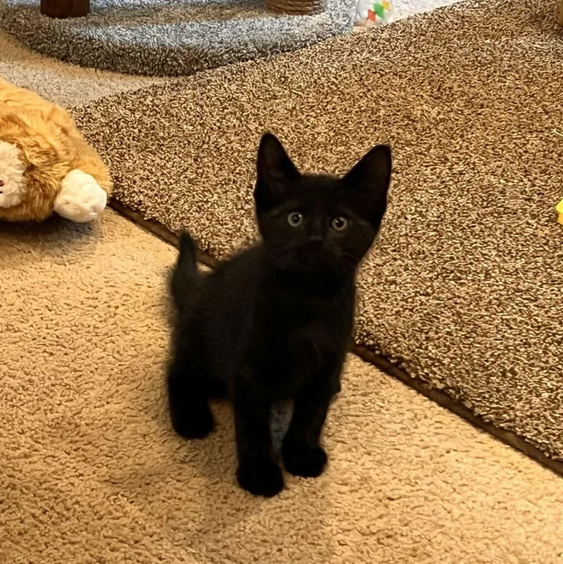 Pepper thumbnail 2