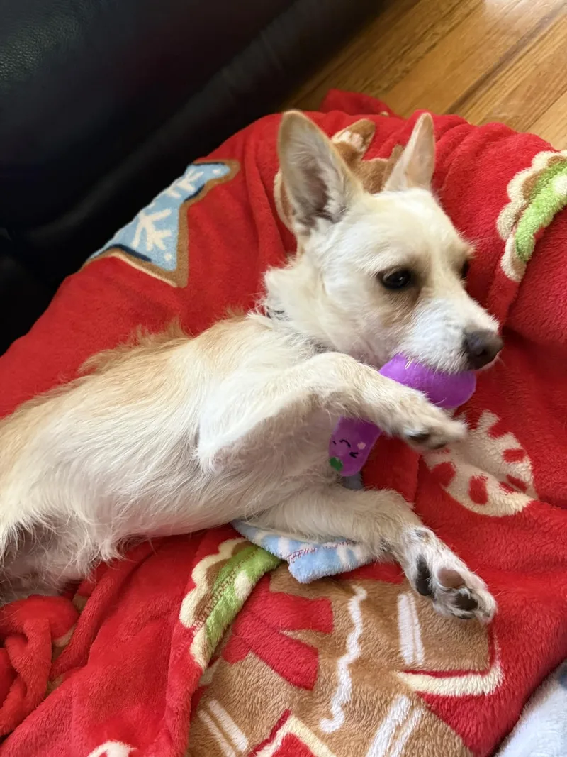 A baby small-sized male Yorkshire Terrier dog named Pete for adoption in Holbrook, NY