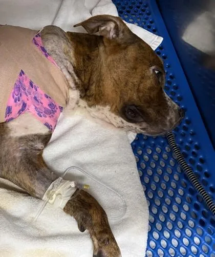 An adult medium-sized female Pit Bull Terrier dog named Harriett for adoption in West Memphis, AR