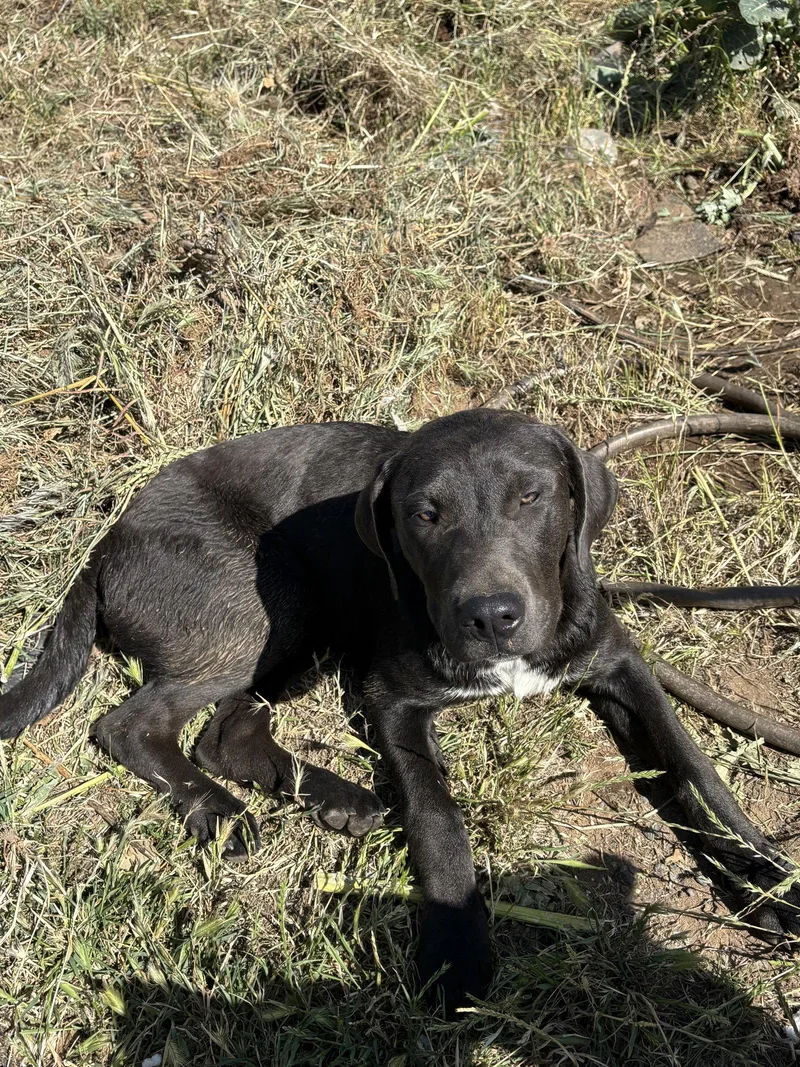A young medium-sized female Labrador Retriever dog named Penny for adoption in Milpitas, CA