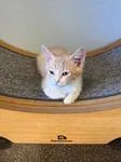 A baby medium-sized male Orange & White Domestic Short Hair cat named Badger for adoption in Chico, CA