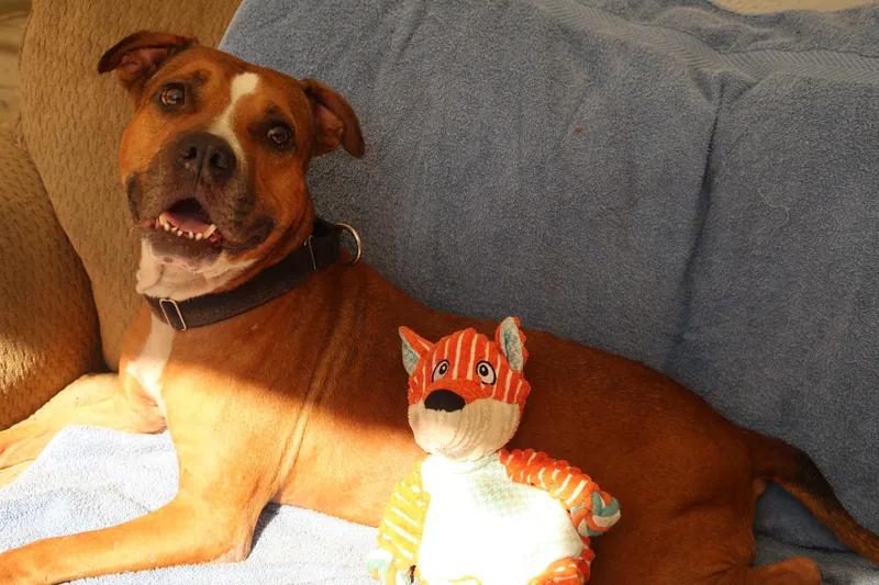 An adult medium-sized female Red / Chestnut / Orange American Staffordshire Terrier dog named Bunny! Pocketpit!smart! for adoption in St. Petersburg, FL