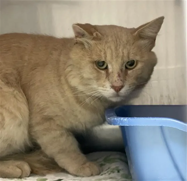 An adult large-sized male Domestic Short Hair cat named Mellow Yellow for adoption in Killeen, TX