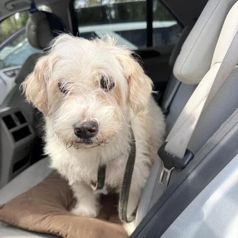 A senior small-sized male Maltese dog named Patches for adoption in Hinesville, GA