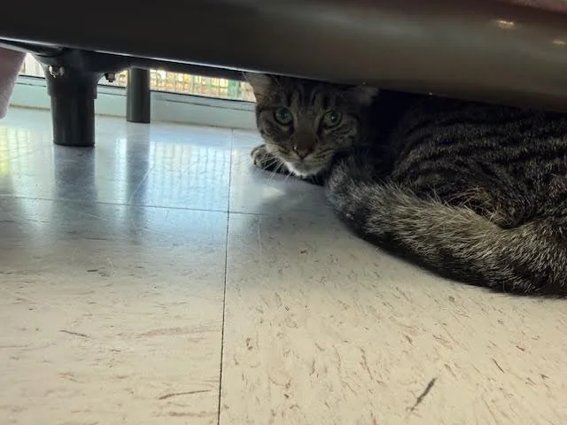 An adult medium-sized male Tabby (Gray / Blue / Silver) Domestic Short Hair cat named Reece for adoption in Hobbs, NM
