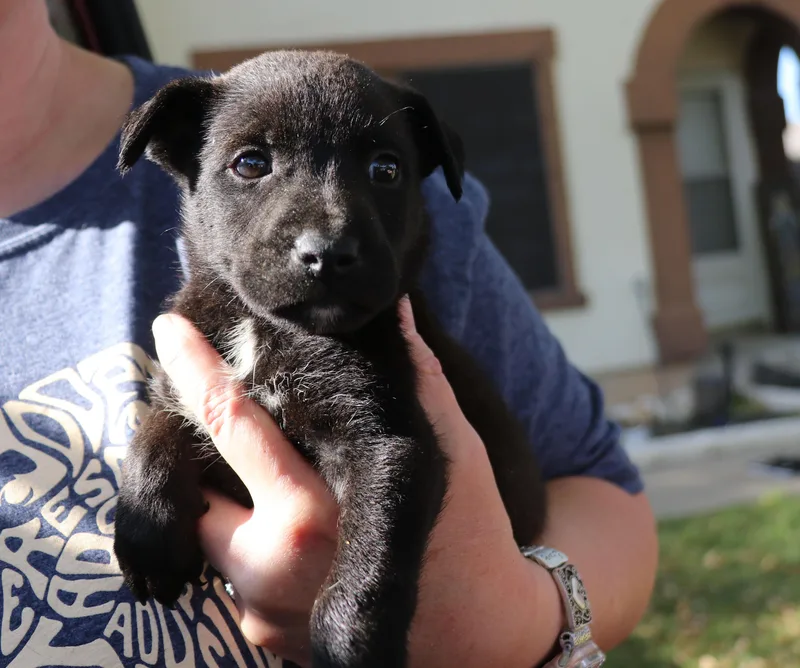 A baby medium-sized male Black Mixed Breed dog named Neyo for adoption in Pflugerville, TX
