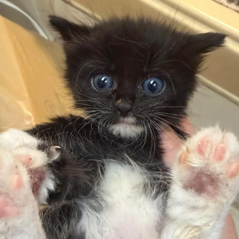 A baby small-sized female Black Domestic Short Hair cat named Blueberry for adoption in Beckley, WV