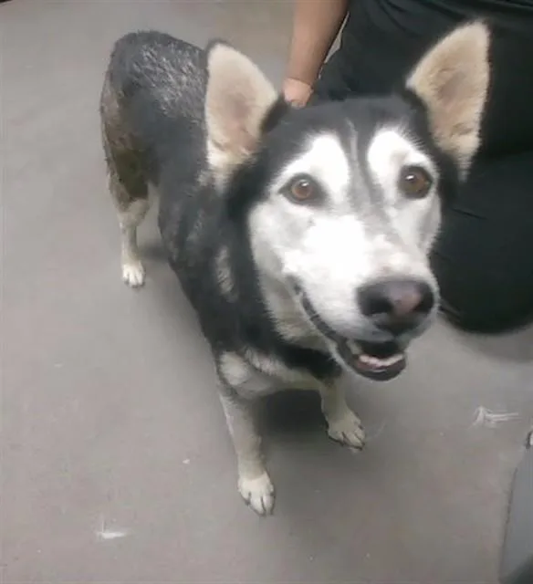 An adult large-sized female Siberian Husky dog named Midnight for adoption in Phoenix, AZ